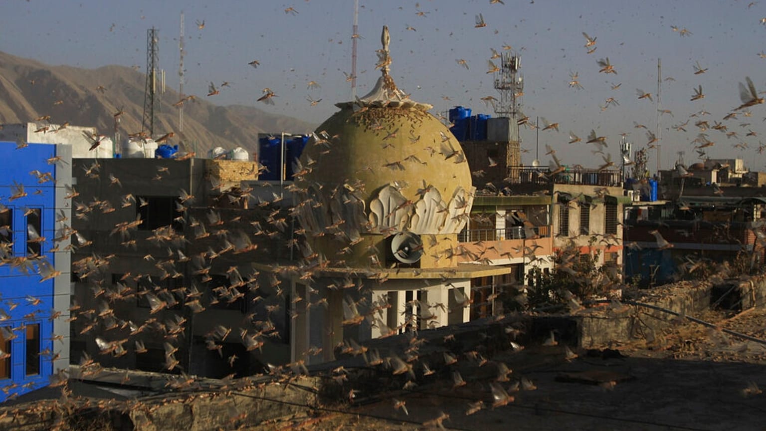 Locusts swarm a residential area of Quetta, Pakistan, Friday, June 12, 2020. Officials say an outbreak of desert locusts across the countryis threatening food security.