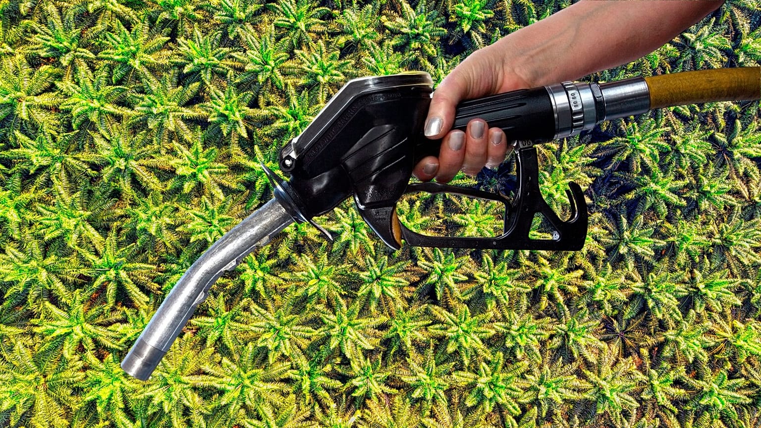 There might be palm oil in your fuel tank