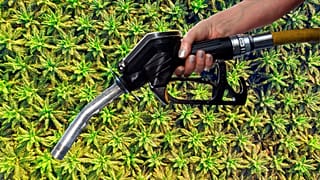 There might be palm oil in your fuel tank