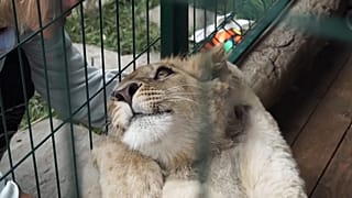 سیمبا   بچه شیر نجات یافته 