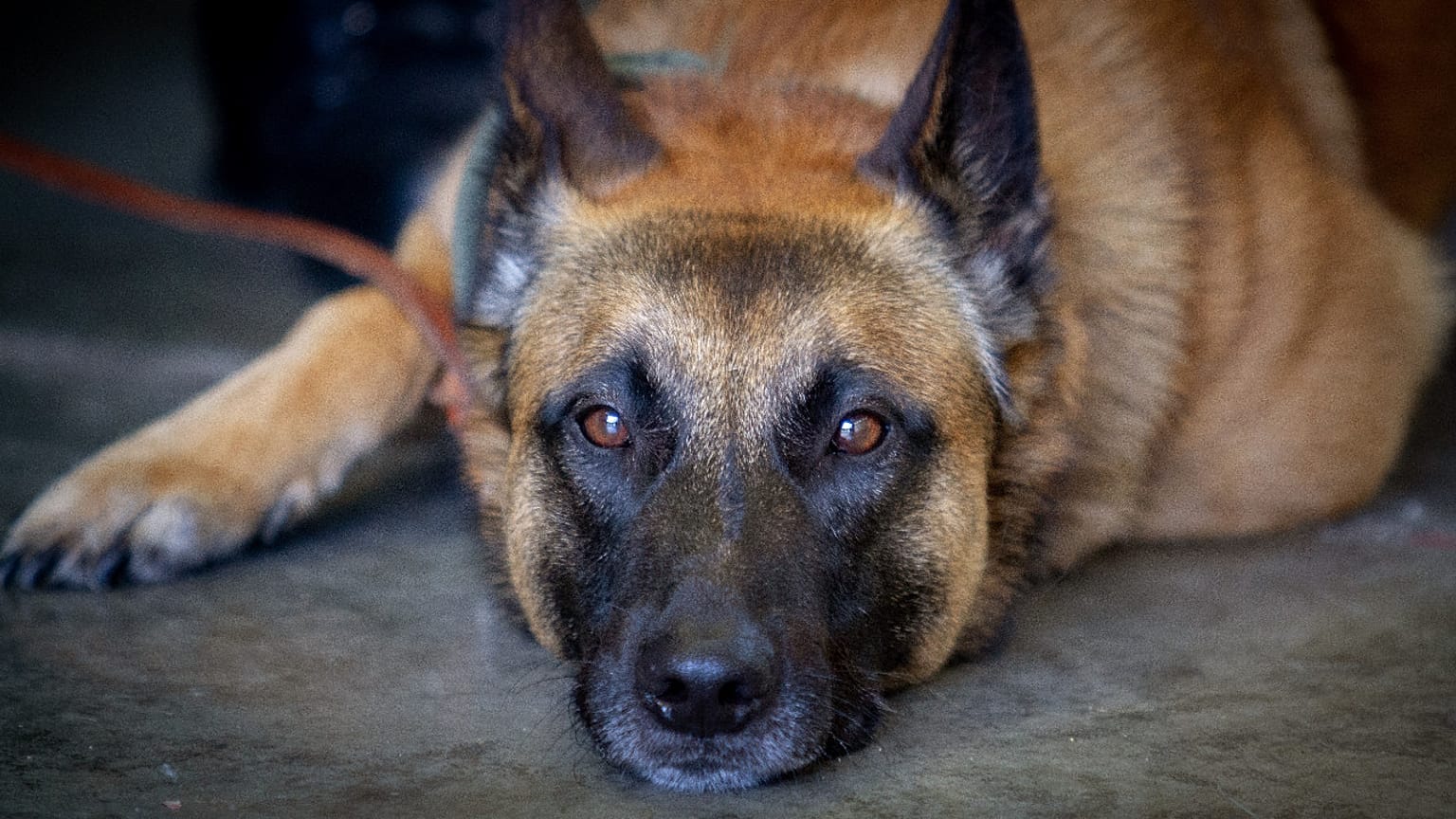 Virus erschnüffeln? Bundeswehr bildet Corona-Spürhunde aus