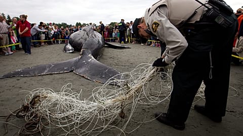 Una balena morta impigliata in una rete - White Rock, British Columbia 12.6.2012