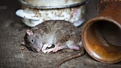 В Монголии и Китае выявлены случаи бубонной чумы