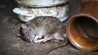 В Монголии и Китае выявлены случаи бубонной чумы