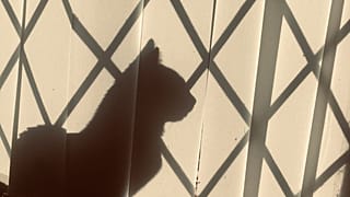 عکس تزئینی است