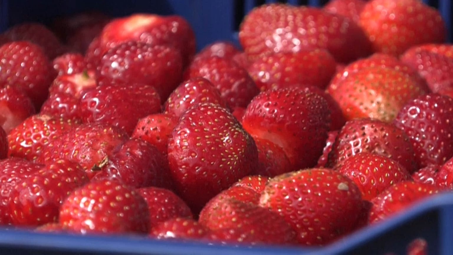 Cueillette de fraises dans une ferme à Hollola, en Finlande
