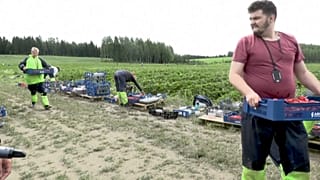 Erdbeerernte in Finnland