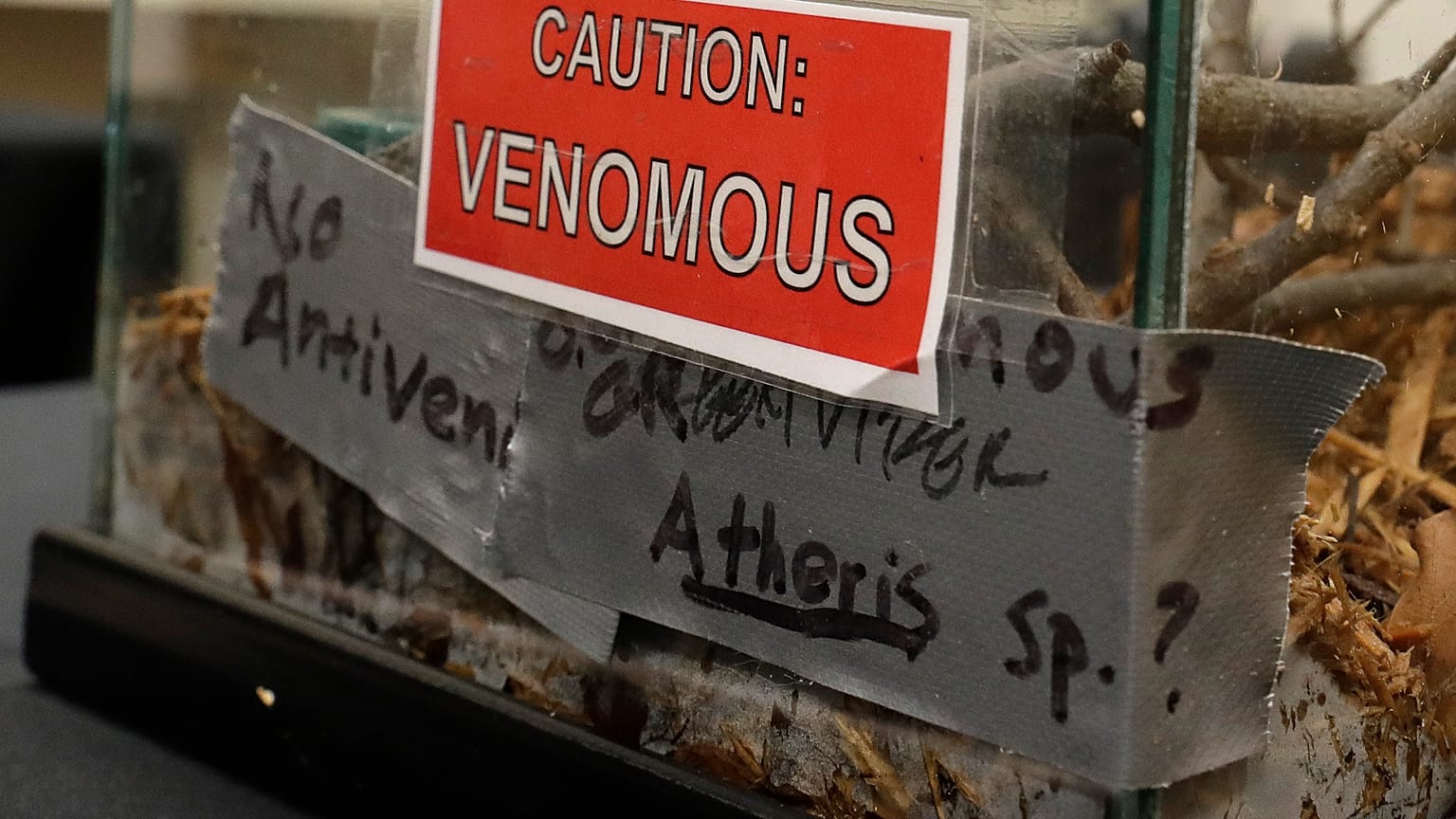 FILE - A sign on a tank containing an African Bush Viper venomous snake at a zoo in the United States.