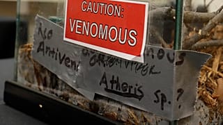 FILE - A sign on a tank containing an African Bush Viper venomous snake at a zoo in the United States.