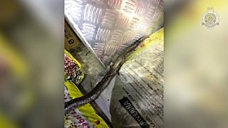 الثعبان بعد قتله