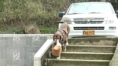 A jutalomfalatokból azonosítja „ügyfeleit” a házhoz szállító labrador