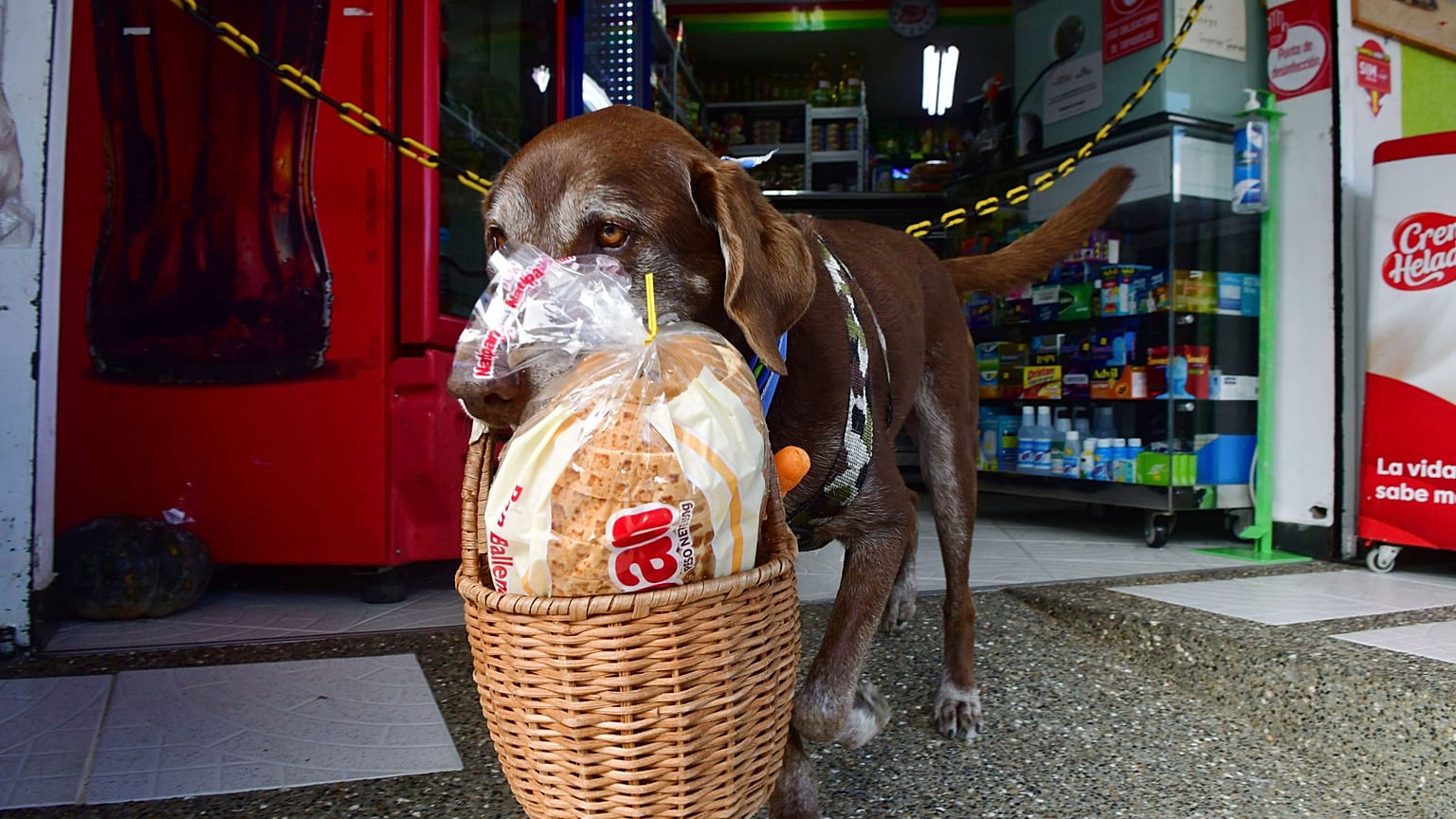 Tierischer Corona-Held: Hund Eros liefert Lebensmittel aus