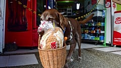Tierischer Corona-Held: Hund Eros liefert Lebensmittel aus