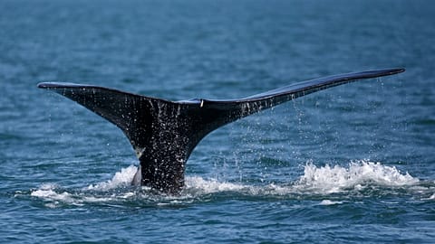 Des cachalots, espèce en danger, repérés au large de l'Italie