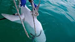 Fotografia ilustrativa captada em 2019 na costa mediterrânica de Israel
