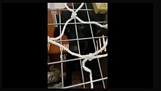 "Вывези животных из Китая": как пассажиры вывозных рейсов воюют с "Аэрофлотом"
