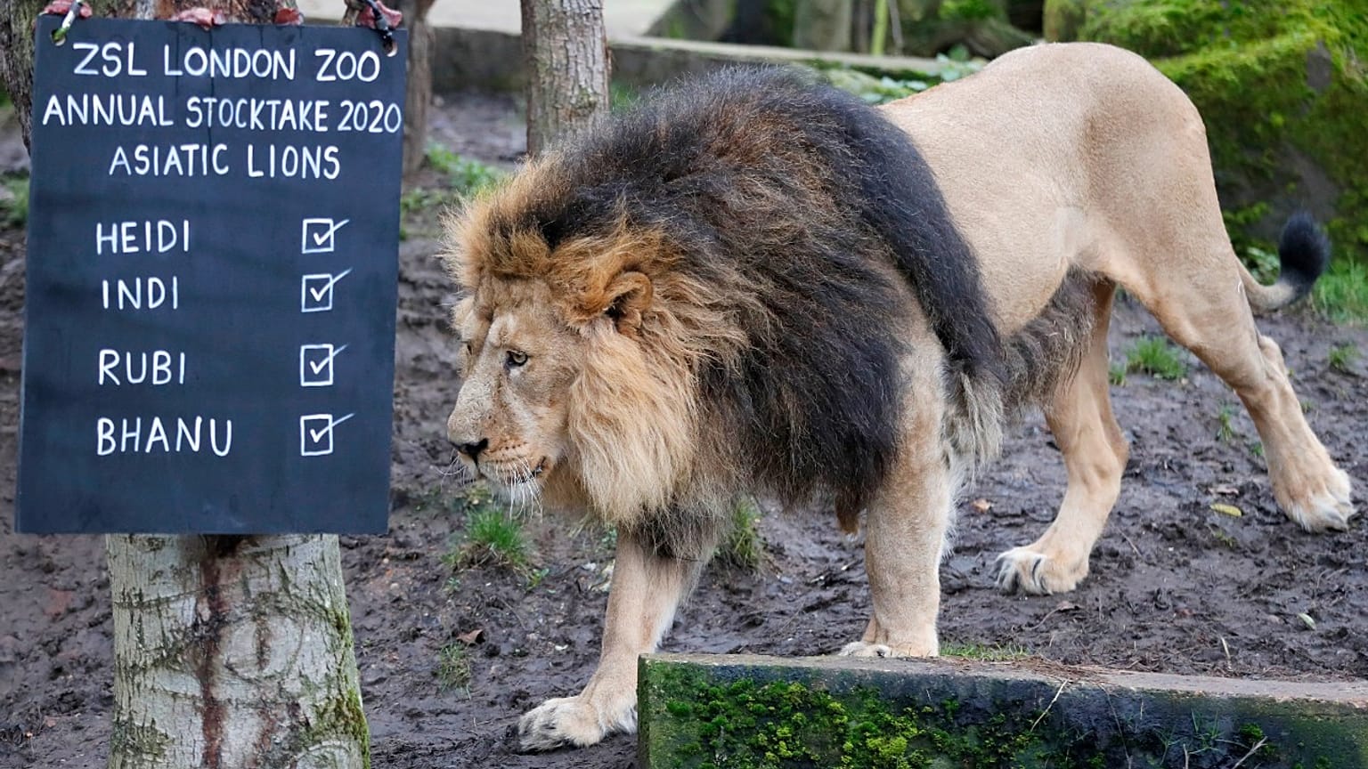 London Zoo