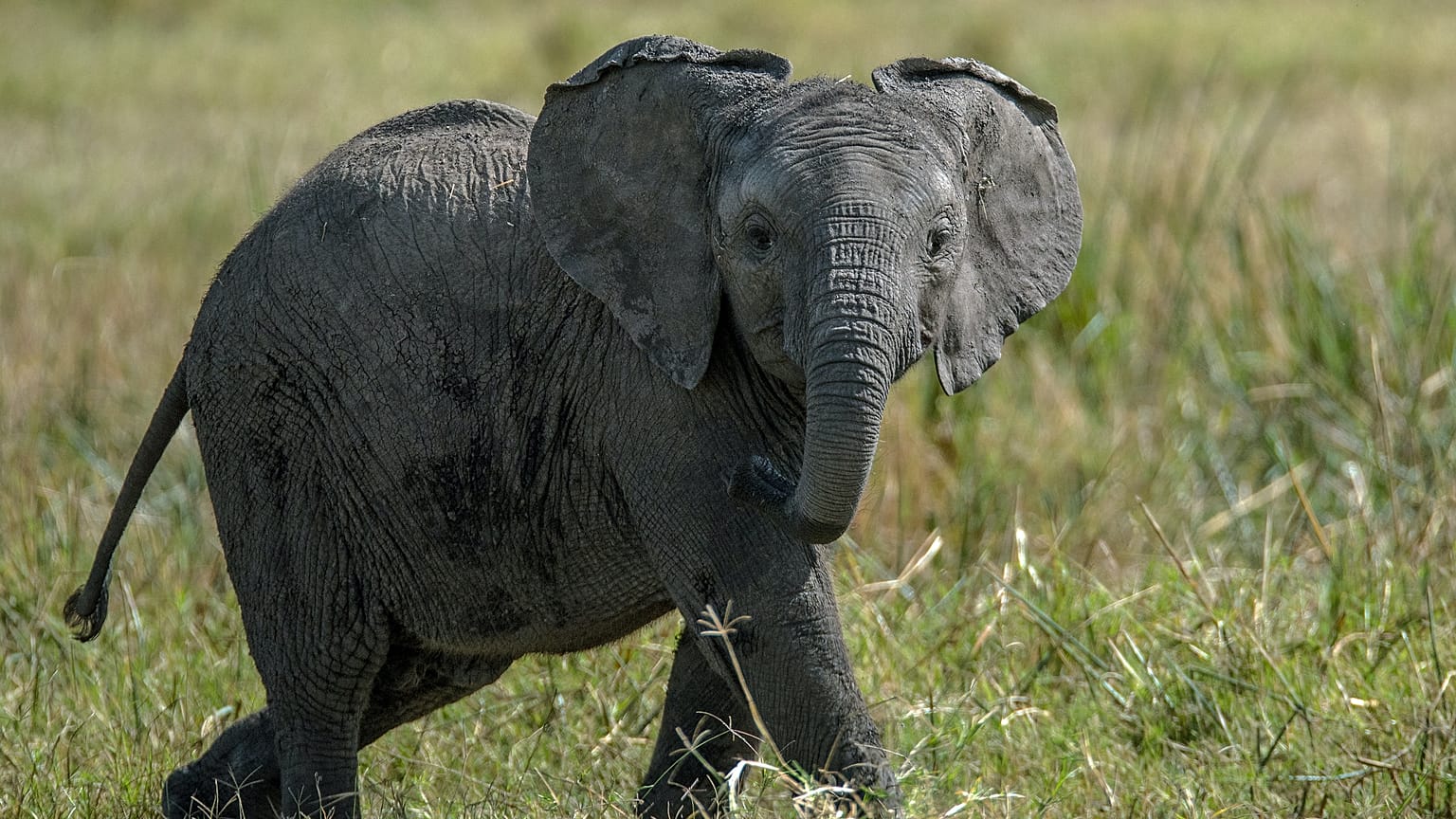 Drop in tourism leaves orphaned baby elephants without funding