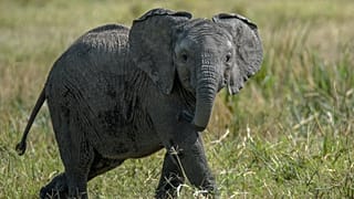 Drop in tourism leaves orphaned baby elephants without funding