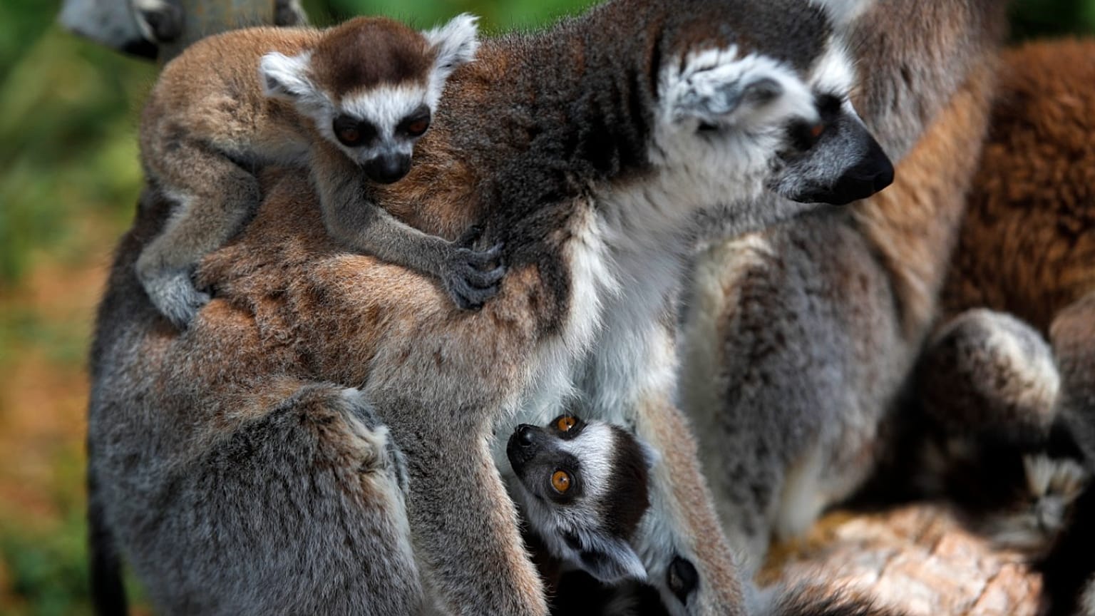 Lemurs