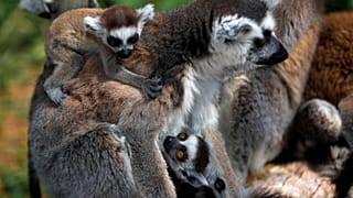 Lemurs