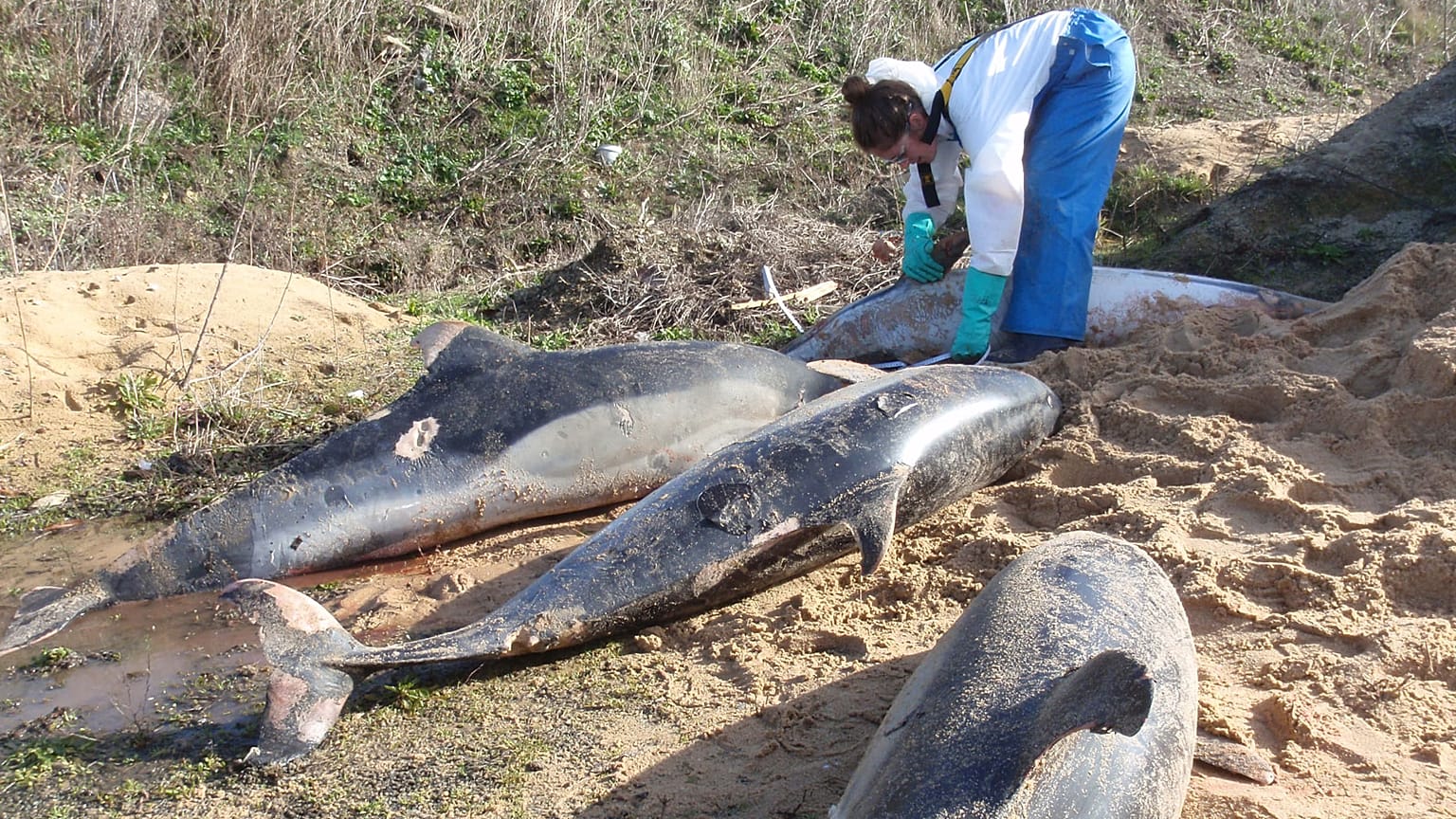 Carcasses de dauphins communs évacuées des plages de Vendée