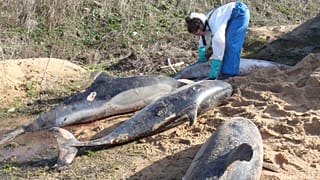 Carcasses de dauphins communs évacuées des plages de Vendée