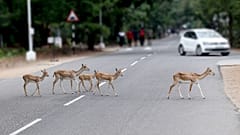 Roads pose a threat to biodiversity. 