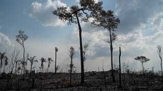 Conséquences de feux de forêts, près de Novo Progresso (État du Pará, Brésil), le 25/08/2019