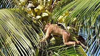 Tayland'da maymun işçi kullanılıyor tartışması