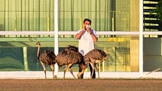 Brazil's President Jair Bolsonaro talks on a cell phone in front of several Emus, during his coronavirus confinement