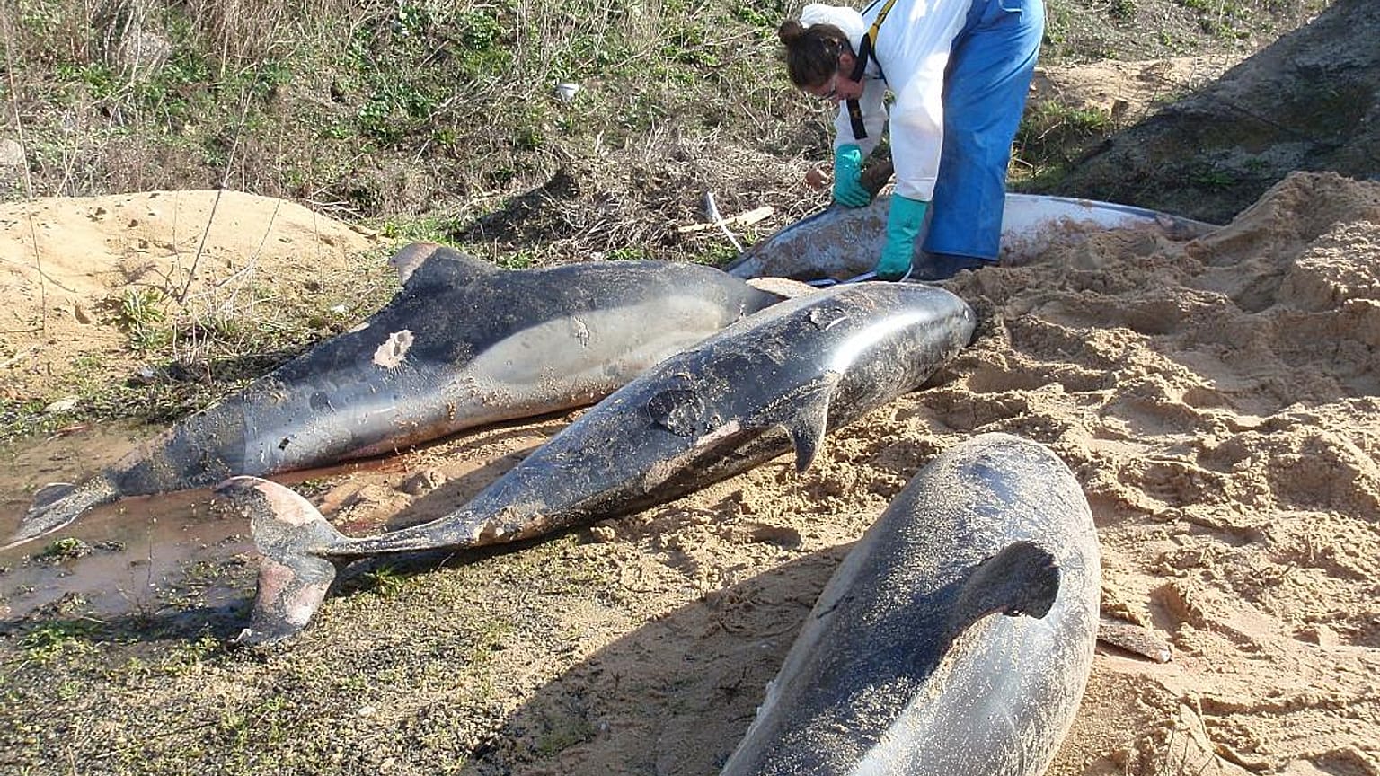 Francia condenada por la muerte de cientos de delfines por la pesca en la costa atlántica