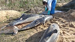 Francia condenada por la muerte de cientos de delfines por la pesca en la costa atlántica