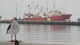 Covid-19 : le mystère des marins d'Ushuaïa