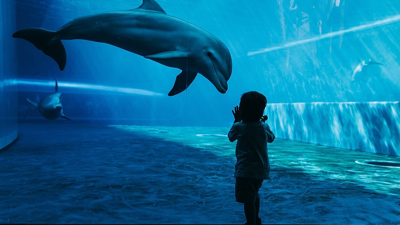 The ocean doesn't currently feature in the National Curriculum for primary school in England.
