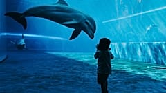 The ocean doesn't currently feature in the National Curriculum for primary school in England.
