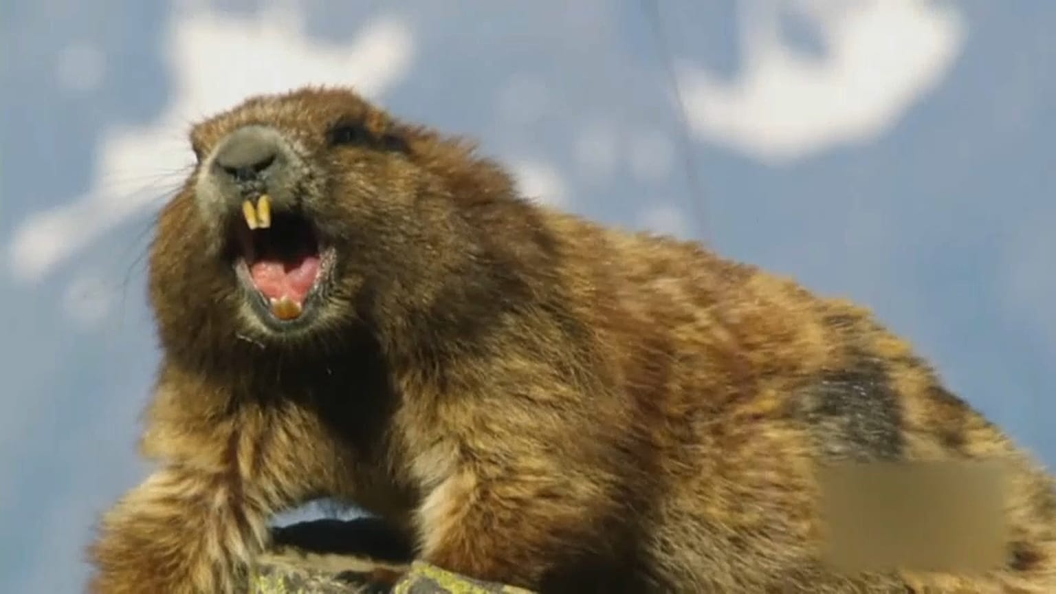 Mongolei: Murmeltier-Jäger (15) stirbt an Beulenpest