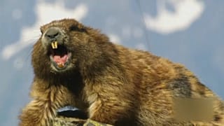 Mongolei: Murmeltier-Jäger (15) stirbt an Beulenpest
