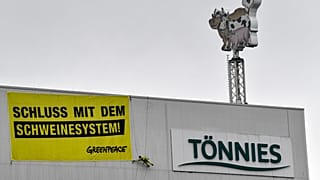 "Schweinesystem" mit 8.000 Schlachtungen: Greenpeace steigt Tönnies aufs Dach