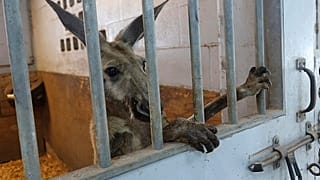 Kangaroo caught roaming streets of Florida by police