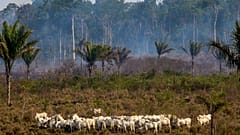 Exports to the EU could be fuelling illegal deforestation in the Amazon