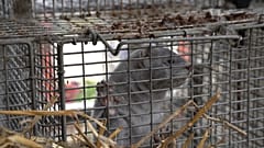 Corona-Infektion: Mehr als 90.000 Nerze werden getötet