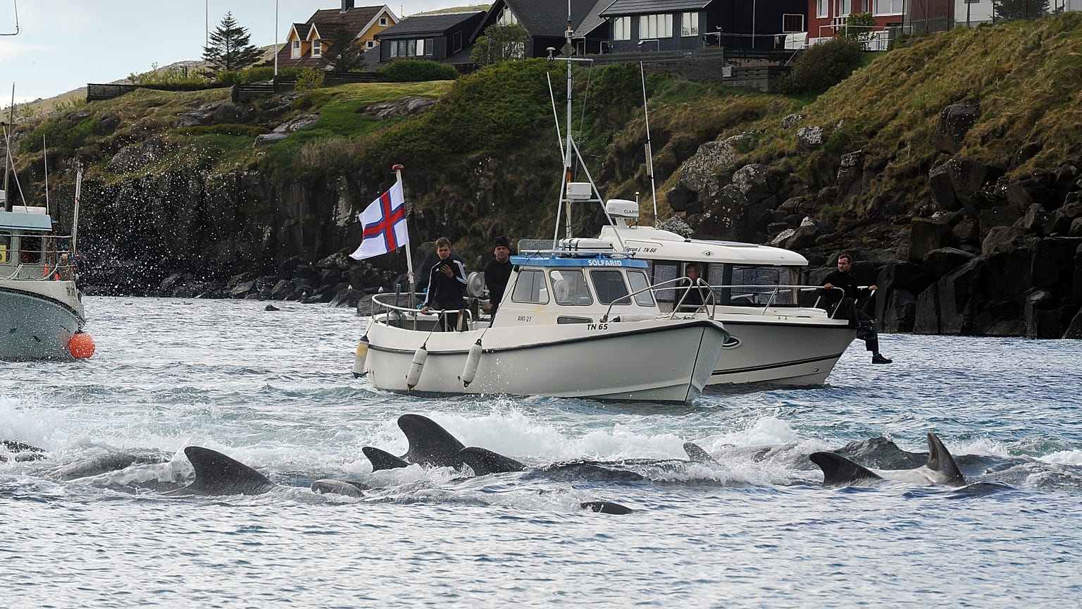 Fishermen on a boat drive pilot whales towards the shore during a hunt on May 29, 2019 in Torshavn, Faroe Islands
