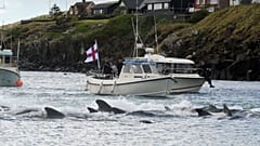 Fishermen on a boat drive pilot whales towards the shore during a hunt on May 29, 2019 in Torshavn, Faroe Islands