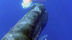 Sperm whale trapped in a fishing net in the Aeolian Islands sea, near Sicily, Italy - July 19, 2020