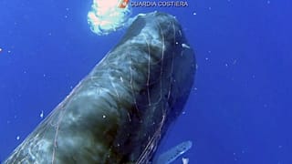 Sperm whale trapped in a fishing net in the Aeolian Islands sea, near Sicily, Italy - July 19, 2020