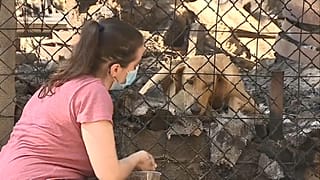 Um cão sobrevivente do incêndio é assistido através da rede do canil