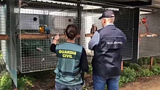 La Guardia Civil ante los animales con los que se traficaba