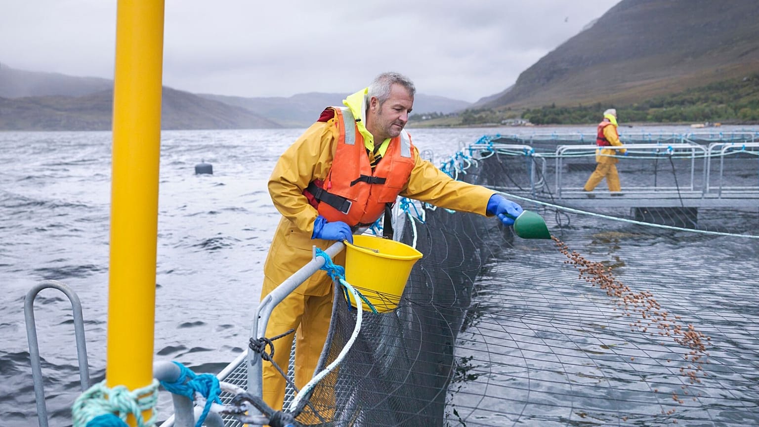 A worker feeding fish at a fish farm. 