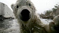 Polar bear (file photo)